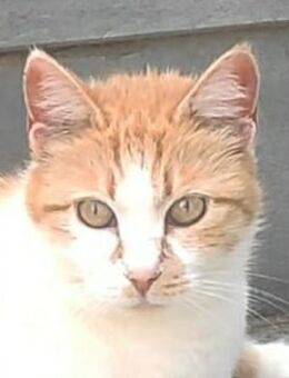 Bellina, geb. ca. 04/2020, Griechenland - Markdorf