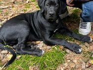 Cane Corso Mix Welpe - Edemissen