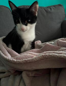 Kätzchen - Frankfurt (Main)