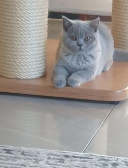 Reinrassige Bkh kitten mit Stammbaum - Trossingen Zentrum