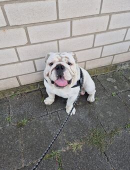 Süße englische Bulldogge sucht neues Zuhause - Rödermark