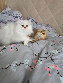 Reinrassige Perser Kätzchen - München