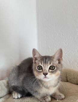 BKH katze(männlich) - Gelsenkirchen