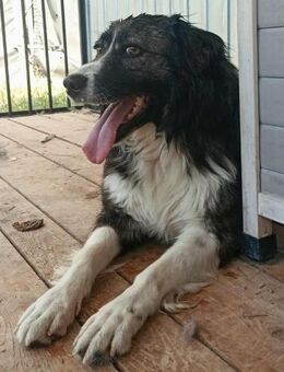 Maci hatte es nicht einfach - Olsberg