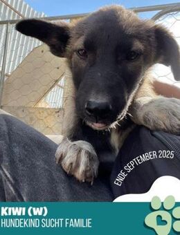 Kiwi- Körbchen gesucht - Nürnberg