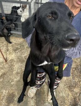 Hüscher Rüde A578 sucht sein Zuhause - Neuberg