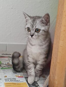 BKH Kater 12 Wochen alt zu verkaufen - Trossingen