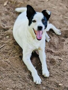 Pfote sucht HERZ = sozialer BRUCE🐾🐾♥️ - München