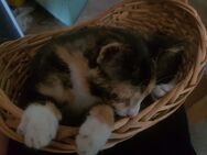 Maikätzchen, Glückskatze Babykatze/ kleine bunte Katze (weiblich) - Bernburg (Saale)