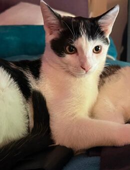 2 süße Katzen/Kater abzugeben - Monheim (Rhein)
