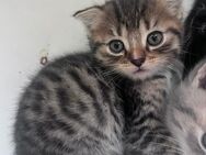 Babykatzen, Kitten - Obernburg (Main)