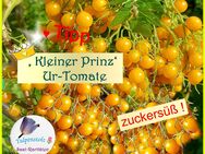 ♥ UR Tomate ' Kleiner Prinz ' GELB,1000 Früchte,Samen Tulpenstolz,Saatgut,Alte Sorte,Kindergarten,Garten,zuckersüß, süß - Hamburg