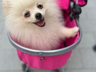 Pomeranian Zwergspitz mit Heimtierausweis sucht liebevolles Zuhause - München Moosach