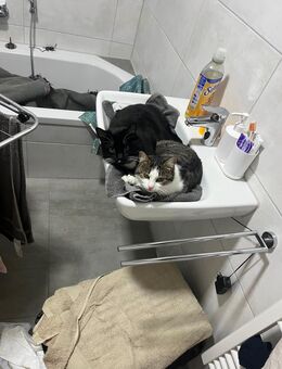 Hauskatzen 12 Monate alt - Dillingen (Donau)