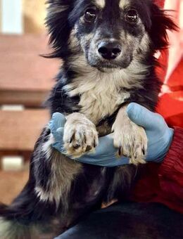 Bumblebee - Junges Mini-Mäuschen - Koblenz