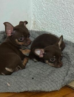 Chihuahua welpen - Tussenhausen