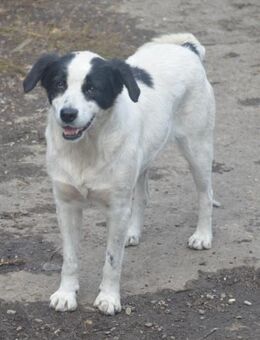 LAYKA - freundliche Hündin - Erfurt