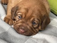 Old Englisch Bulldogge Mischlinge - Johanniskirchen