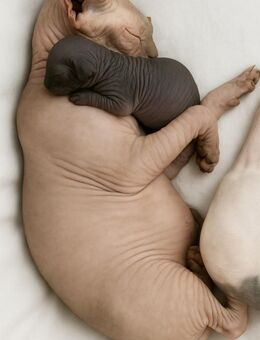 Sphynx Kitten mit Tasthaaren - Borna