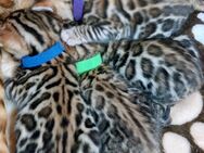 Bengal Katze