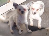 3 wundervolle Chihuahua Langhaar Junghunde - Heltersberg