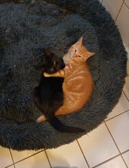 Wir 2 sind noch zu haben und möchten gerne zusammen bleiben - Salzhemmendorf