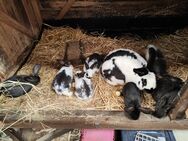 Hasen Kaninchen deutsche Riesen Scheck schwarz grau - Markt Erlbach