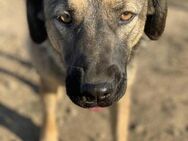 Empathische Menschen für Lola gesucht - Celle