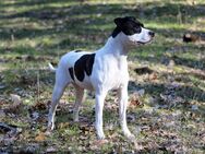 Suche Deckrüde American Bulldog - Berlin Reinickendorf