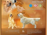 Golden Retriever Welpen aus seriöser VDH/GRC Zucht - Winzer