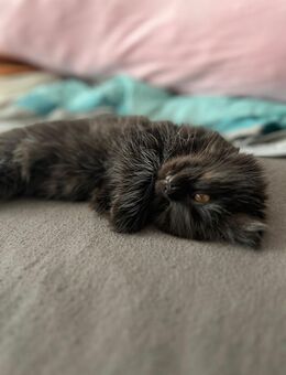 Kitten weiblich - Dortmund