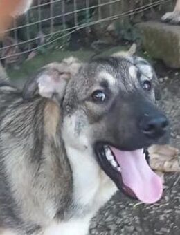 Fred🍀🍀🍀anhänglich und liebevoll - Bad Karlshafen