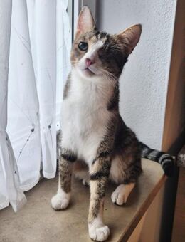 Blinder Anton - Beckingen