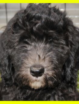 Anton * Aussiedoodle-Welpe * F1b * abgabebereit - Greifenstein