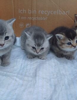 Britisch Kurzhaar Katzen - Preußisch Oldendorf