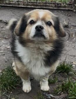 GOMBOC SUCHT LIEBEVOLLES ZUHAUSE - Nörten-Hardenberg