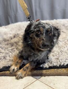 Wer hat ein Körbchen für Cryptic? - Heinsberg