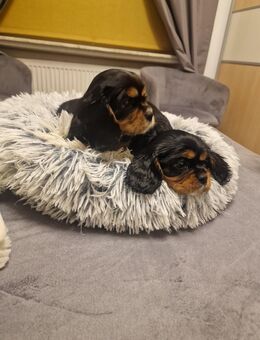 Cavalier King Charles Spaniel - Delmenhorst