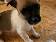 Jack Russel/ Papillon Mix Welpen - Neuenkirchen (Landkreis Diepholz)