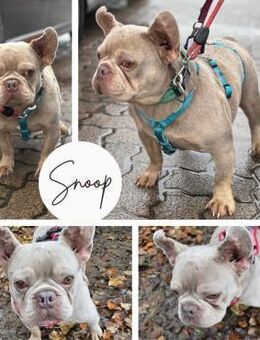 SNOOP PP Hübscher Rüde sucht sein Glück - Neustadt (Rübenberge)