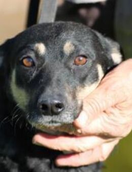 Leotie - kinderlieb u. verspielt - Lohra