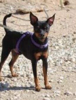 MAX ein Rehpinscher(mix) - Bedburg