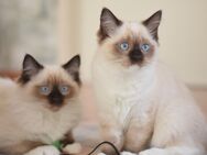 Bezauberte Reinrassige Ragdollkitten / Katzenbabys / Super Zahm - Chemnitz