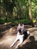 Wurfankündigung Schäferhund Welpen in 87452