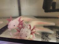 Axolotl, Erwachsene Tiere - Strausberg