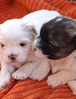 Havaneser - Baby's vom Hunsrück ! Süße "Weihnachtswichtel" ! - Rödelhausen