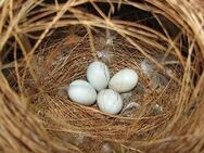 Finkeneier gesucht – gerne auch unbefruchtet (Raum SH & HH) - Eggstedt