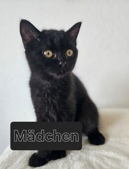 Einen süßen Kätzchen sucht ein neues Zuhause - Halle (Saale)