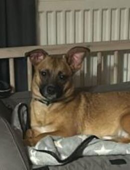 Kleine Nelly sucht sicheres Zuhause! - München