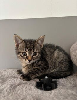 Drei Katzen Geschwister - Biebertal